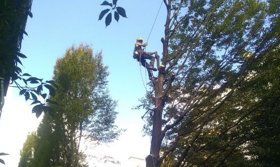 arbre_travaux_ville_de_rennes_4_charmes.jpg